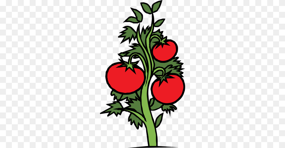 Tomato Plant Vector Clip Art, Graphics, Produce, Person, Pattern Free Png Download