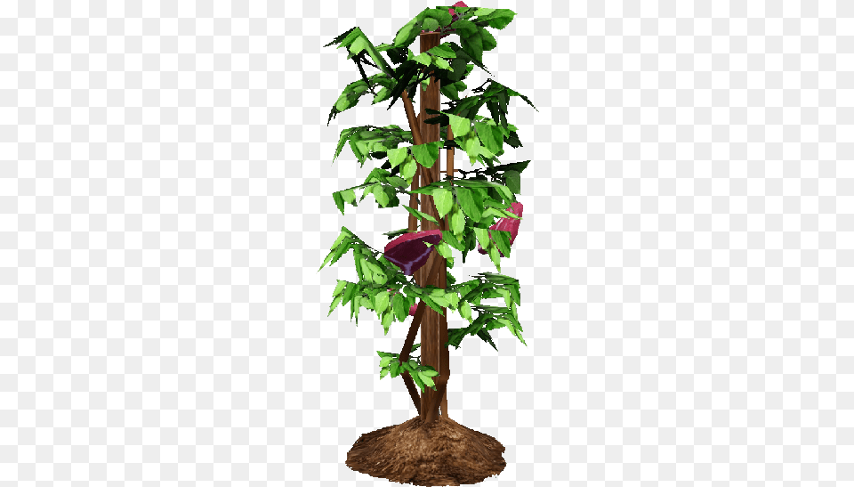 Tomato Plant Watermelon Vine The Sims, Tree, Potted Plant, Flower, Leaf Free Png