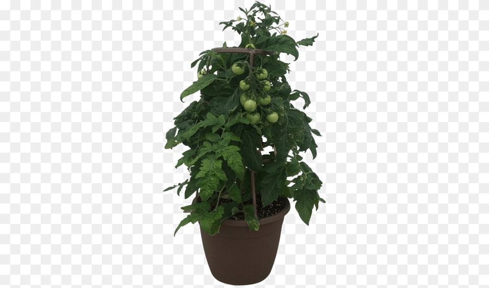 Tomato Plant Wholesale 12 In Flowerpot, Vase, Pottery, Potted Plant, Planter Free Png Download