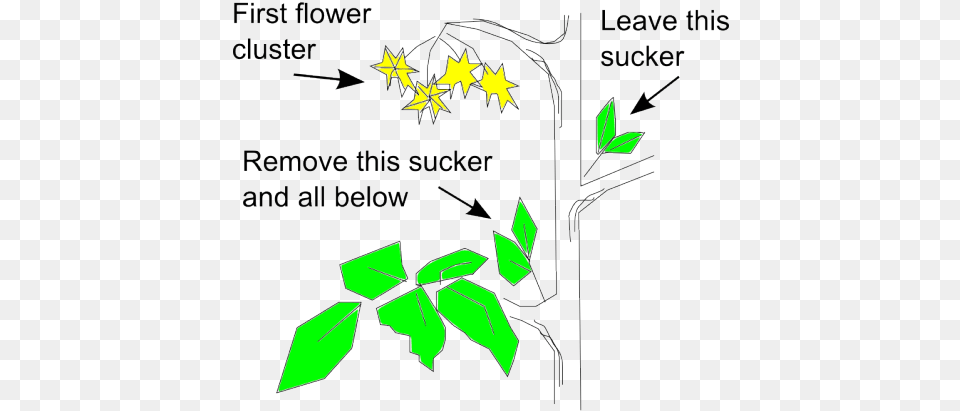 Tomato Pruning Diagram I Learn Something New Every Pruning Tomato Plants, Leaf, Plant, Vegetation, Symbol Png