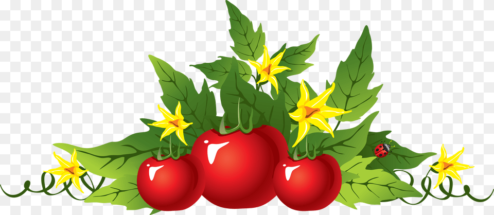 Tomato Transparent Tomato Plants Clipart, Food, Fruit, Plant, Produce Free Png Download