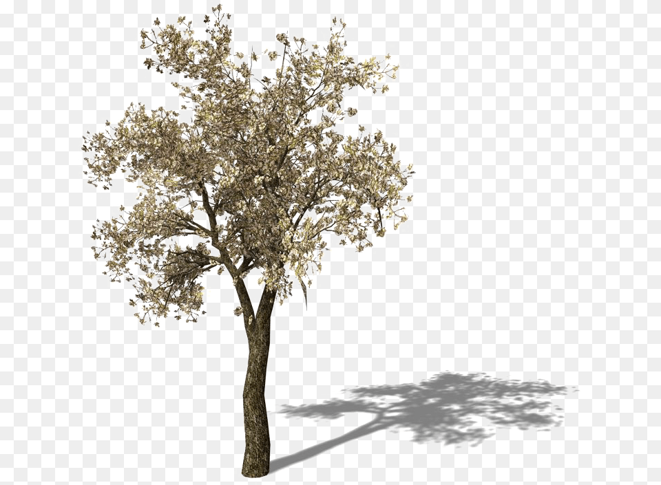 Tomato Tree Pear Asian Yellow Frame Clipart Pear Tree, Plant, Tree Trunk, Oak, Sycamore Free Png Download