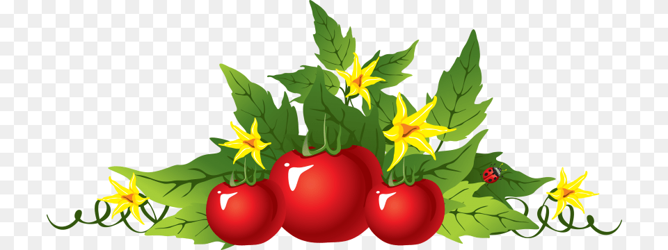 Tomatoes, Food, Fruit, Plant, Produce Free Png