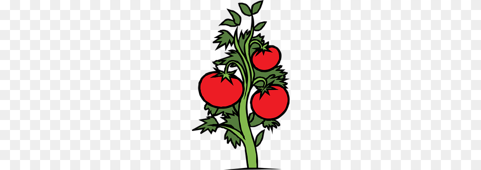 Tomatoes Art, Graphics, Tomato, Produce Free Png