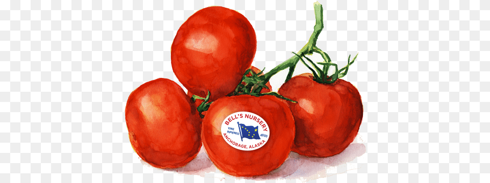 Tomatoes Bells Nursery Superfood, Food, Plant, Produce, Tomato Png