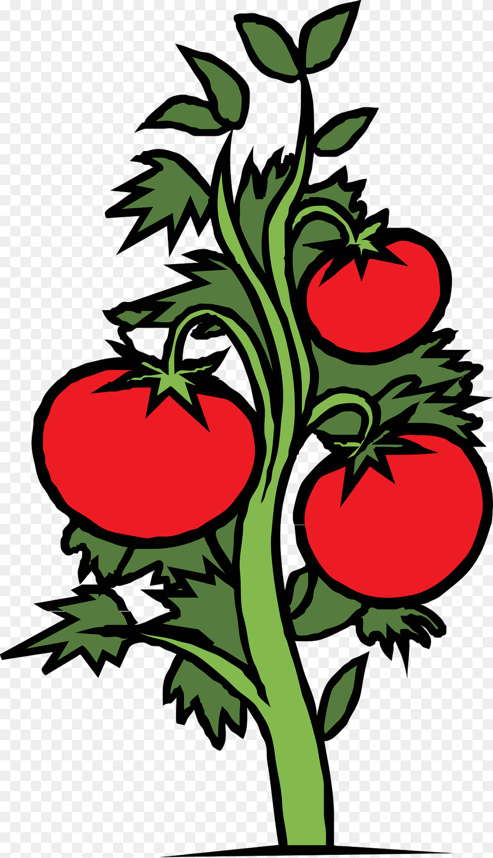 Tomatoes Clipart, Art, Graphics, Baby, Person Free Png Download