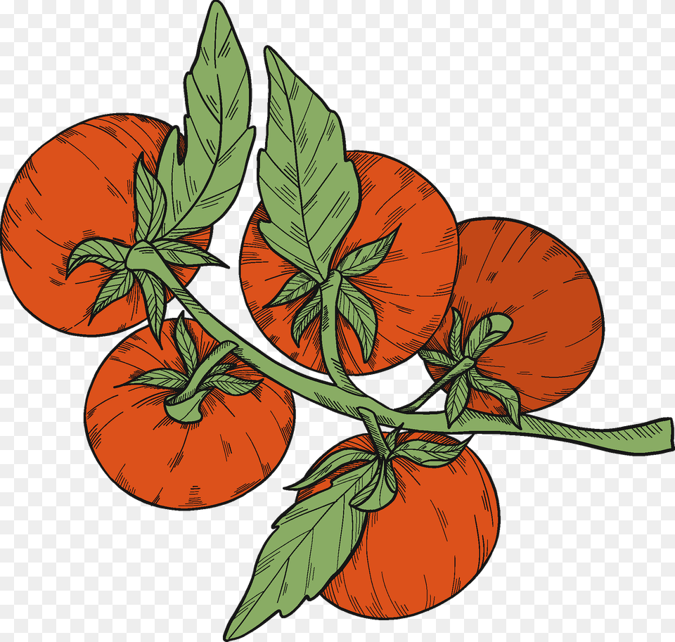 Tomatoes Clipart, Food, Fruit, Plant, Produce Free Png Download