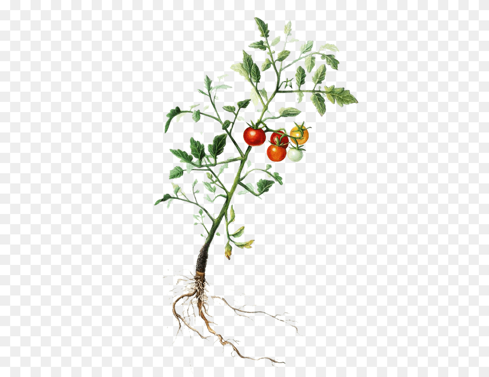 Tomatoplant Rose Hip, Plant, Leaf, Food, Produce Free Png Download