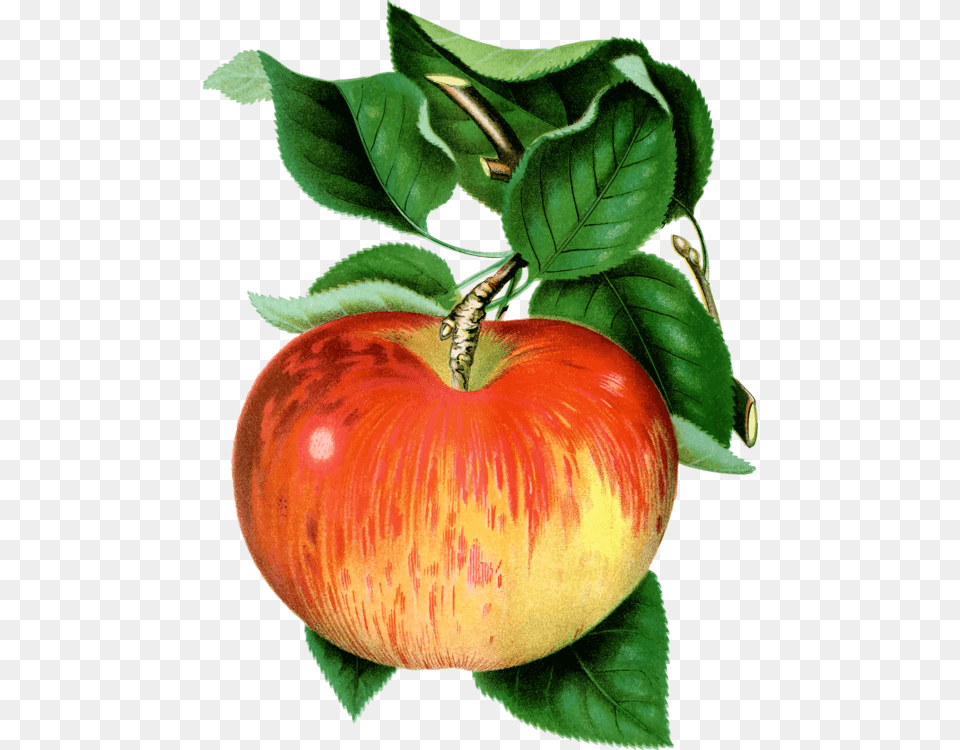 Tomatoplantvegetarian Food Pfel Gif, Apple, Fruit, Plant, Produce Free Png