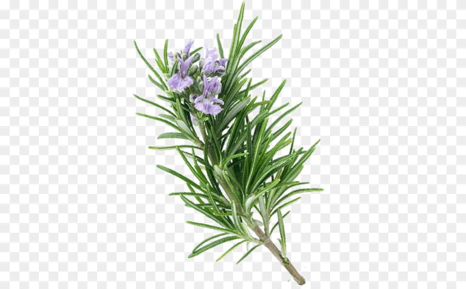 Tomillo Snow Crocus, Flower, Herbal, Herbs, Plant Png