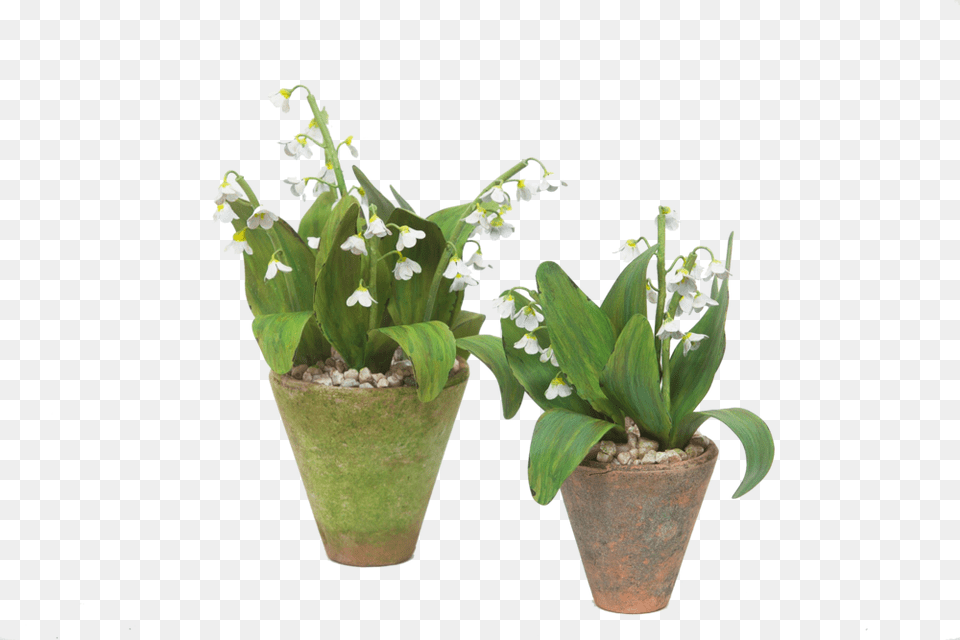 Tommymitchell 20 O, Flower, Flower Arrangement, Plant, Potted Plant Free Transparent Png