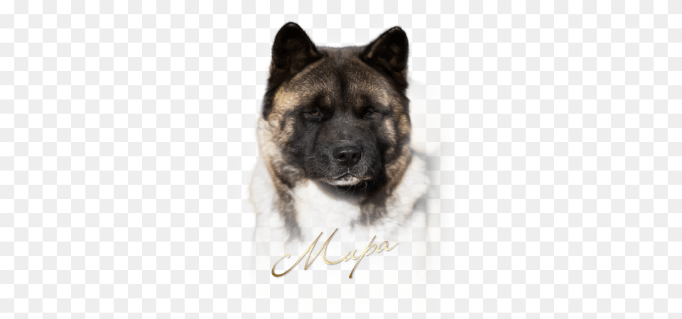 Tomo No Kimi Dragomira Greenland Dog, Animal, Canine, German Shepherd, Mammal Png