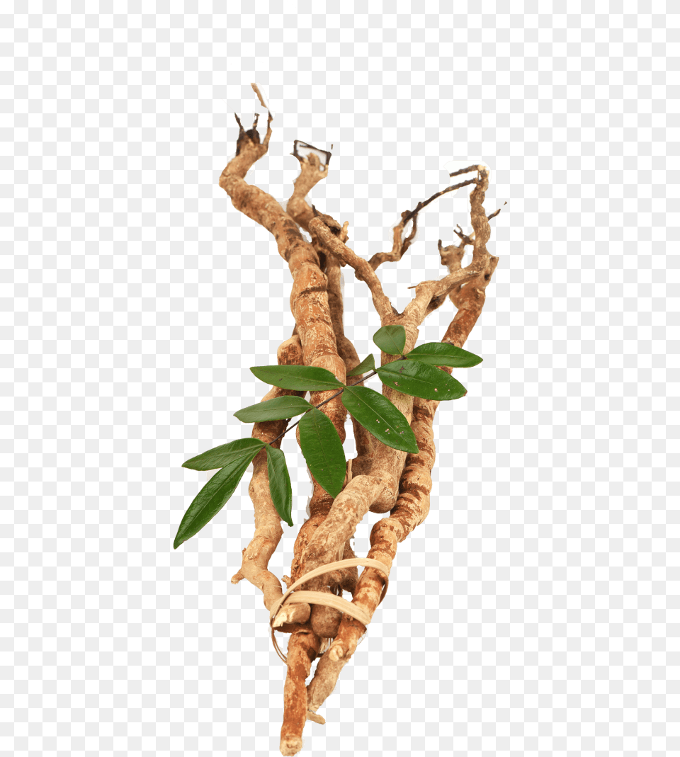 Tongkat Ali 4 Insect, Wood, Tree, Plant, Leaf Png Image