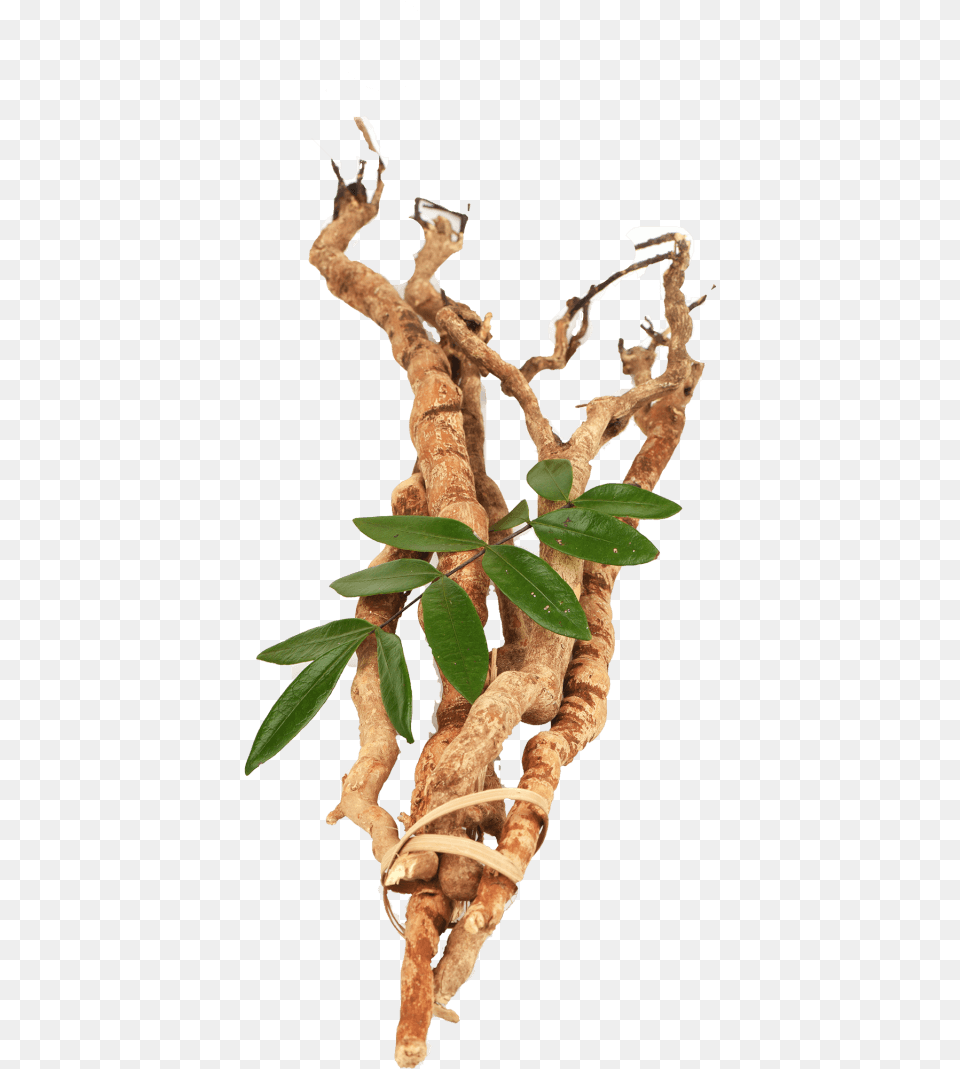 Tongkat Ali Longjack, Wood, Tree, Plant, Leaf Free Png