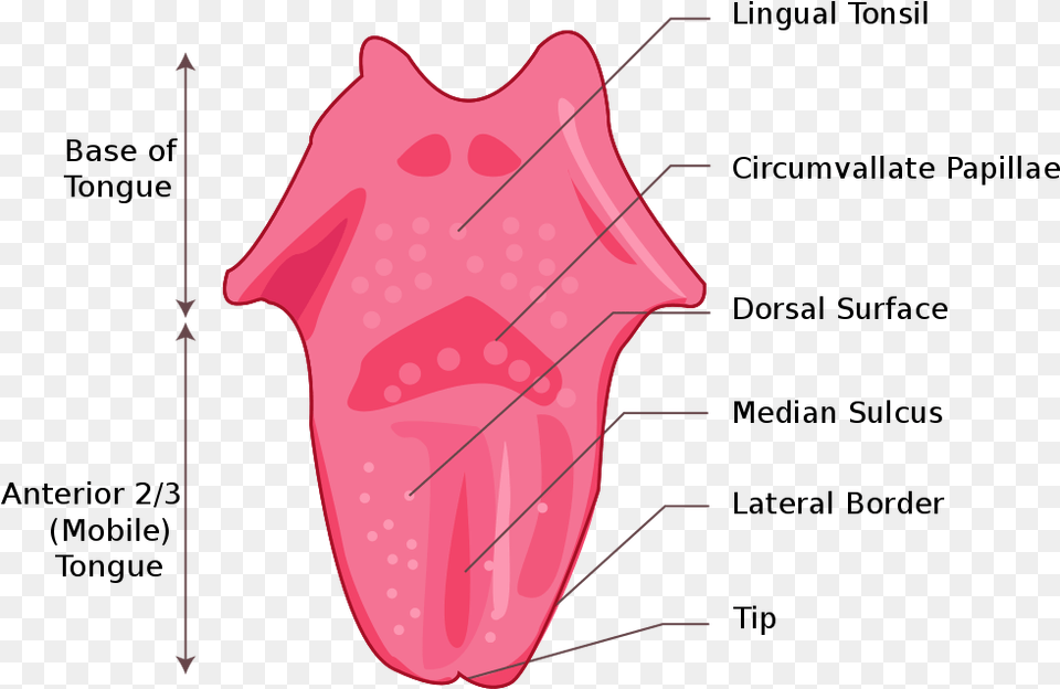 Tongue, Body Part, Mouth, Person Free Transparent Png