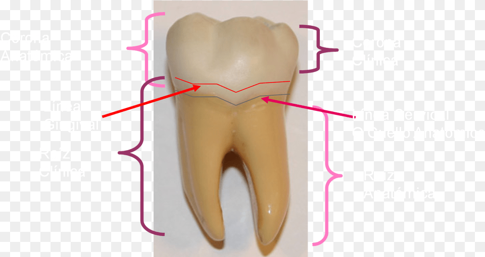 Tongue, Body Part, Mouth, Person, Teeth Png