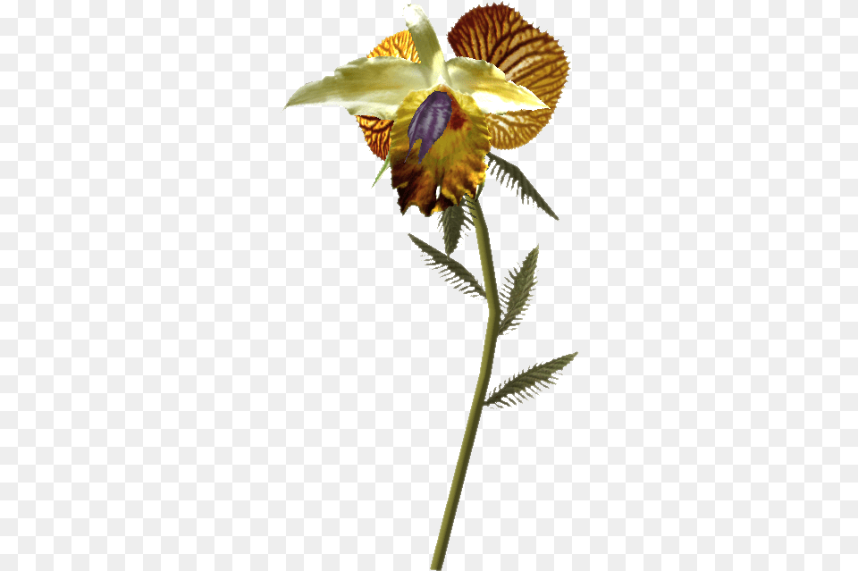 Tongue Skyrim Elder Scrolls Fandom Skyrim Dragon Tongue Flower, Iris, Petal, Plant, Orchid Free Png