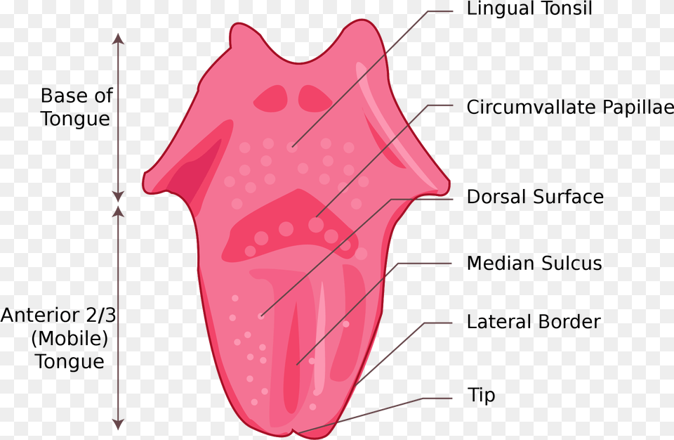 Tongue Wikipedia Parts Of The Tongue For Kids, Body Part, Mouth, Person, Bow Png Image