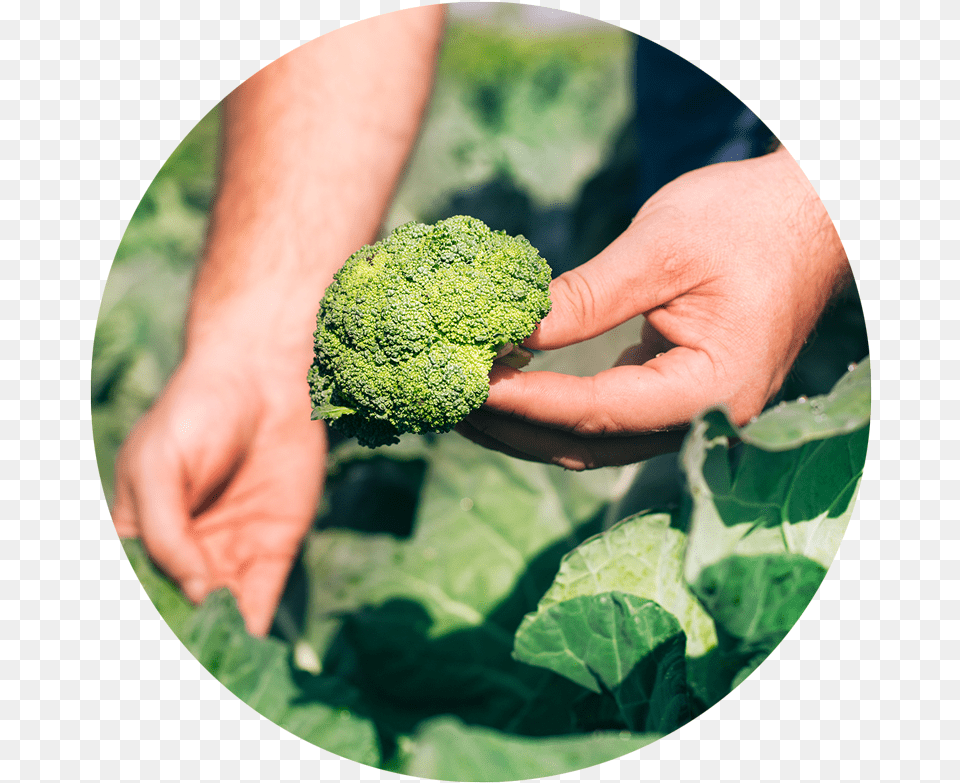 Toolboxdsg Ediblegarden Broccoli, Food, Plant, Produce, Vegetable Free Transparent Png