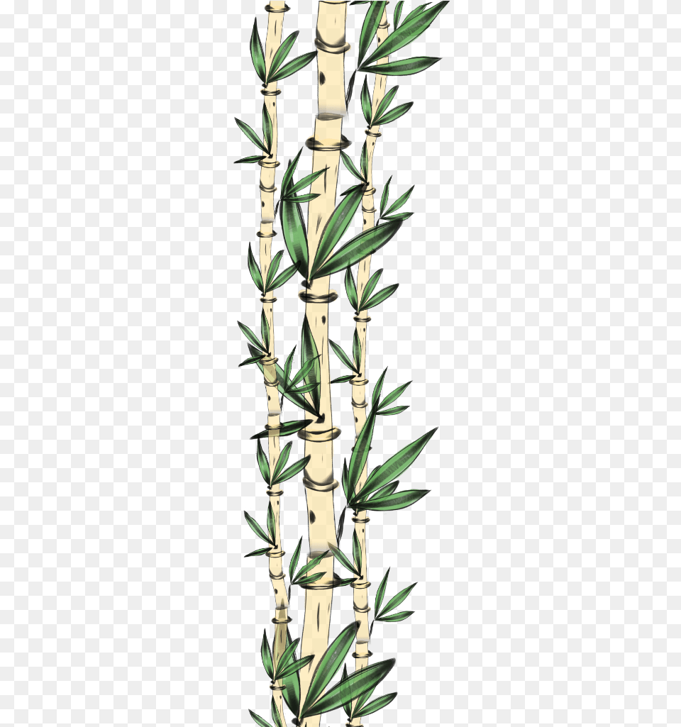 Tooth, Plant, Bamboo Free Png Download