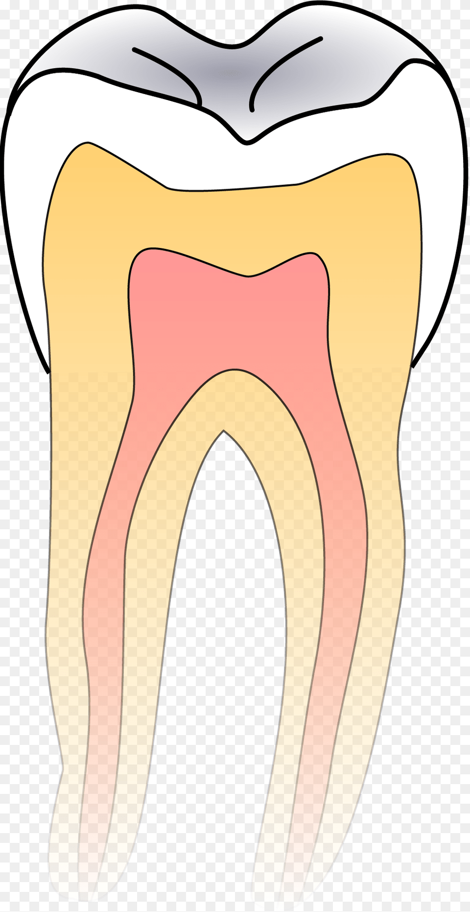 Tooth Anatomy, Smoke Pipe, Body Part, Mouth, Person Png