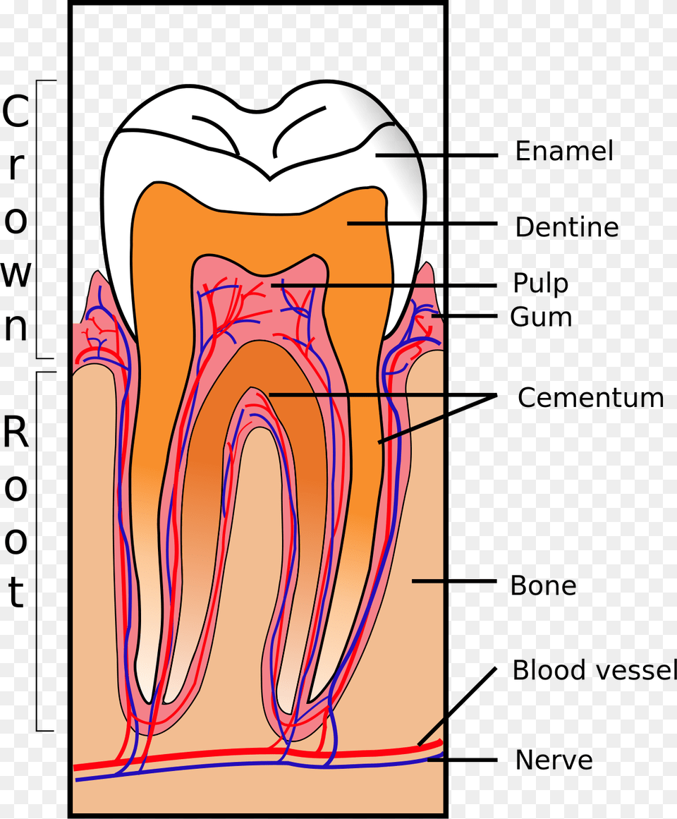 Tooth Structure, Person, Art, Drawing Png