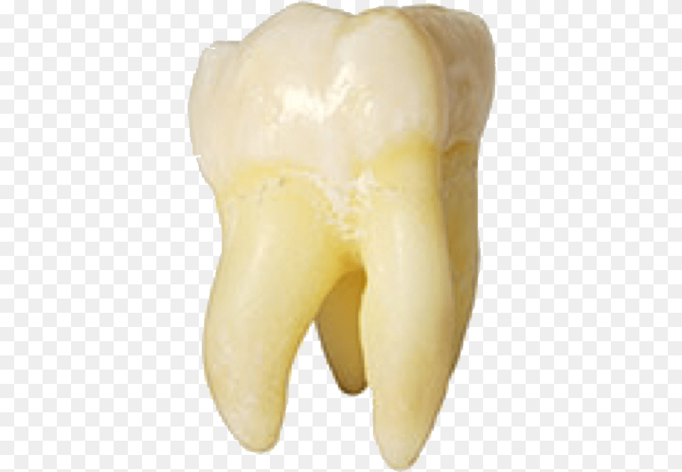 Tooth Teeth Molar Rootcanal Freetoedit Beige Tooth, Body Part, Mouth, Person, Electronics Png
