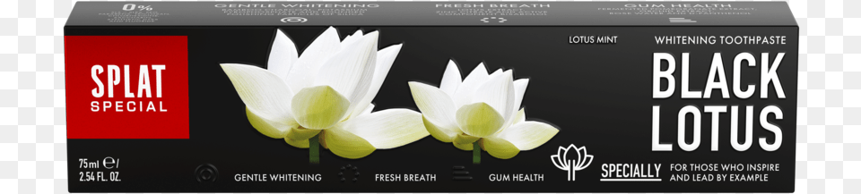 Toothpaste, Flower, Petal, Plant, Text Png