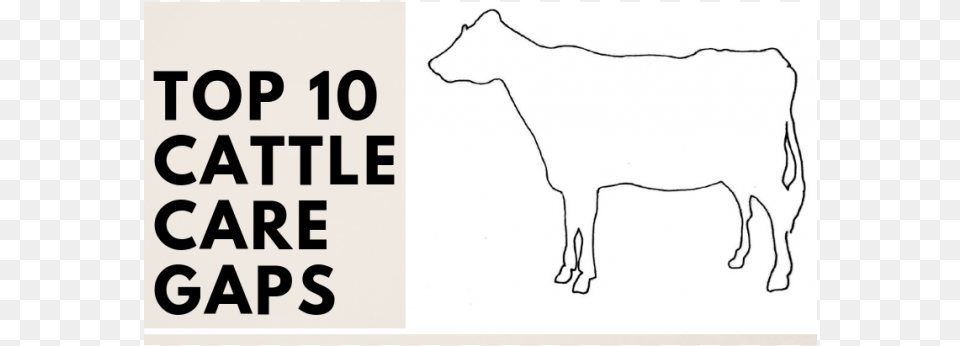 Top 10 Gaps In Cattle Care And Well Being Cattle, Animal, Cow, Livestock, Mammal Png