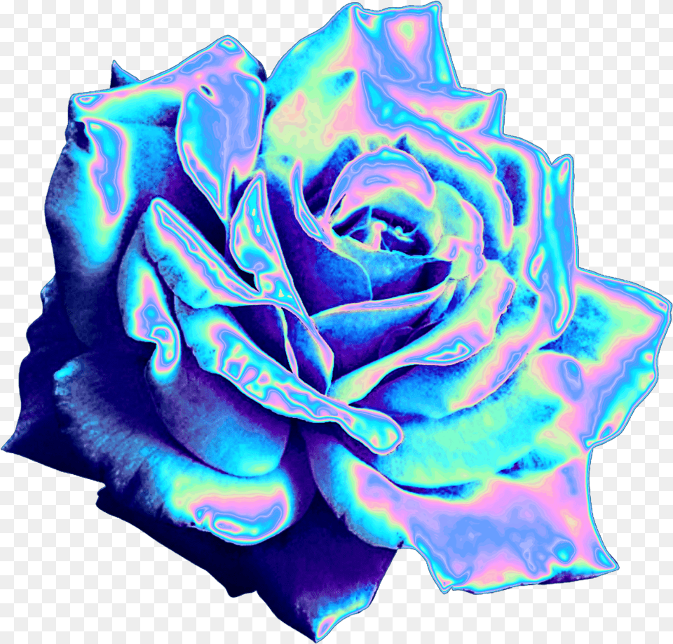 Top 10 Holographic Flowers Holographic Rose, Flower, Plant Free Transparent Png