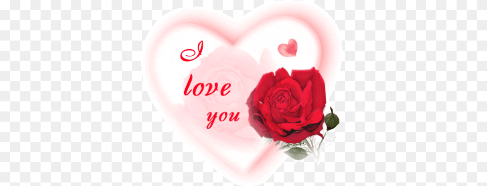Top 30 Roses Heart Gifs Love You Love, Flower, Plant, Rose, Petal Free Png