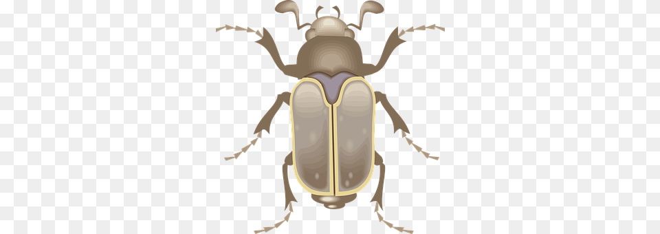 Top Animal, Person, Dung Beetle, Insect Free Transparent Png