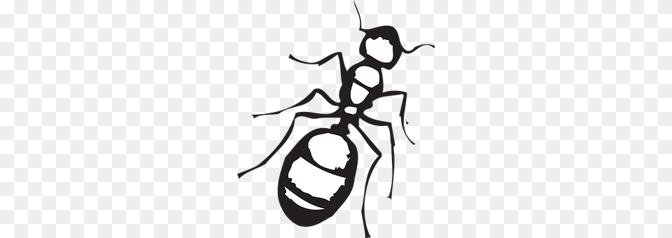 Top Animal, Ant, Insect, Invertebrate Free Transparent Png