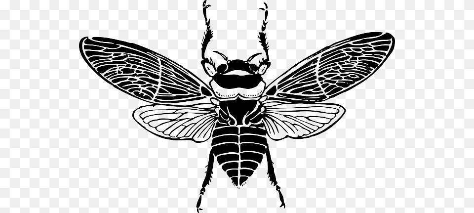 Top Bee Wings Insect Honey Silhouette Bug Bees Bee Top View, Animal, Stencil, Invertebrate, Wasp Free Transparent Png