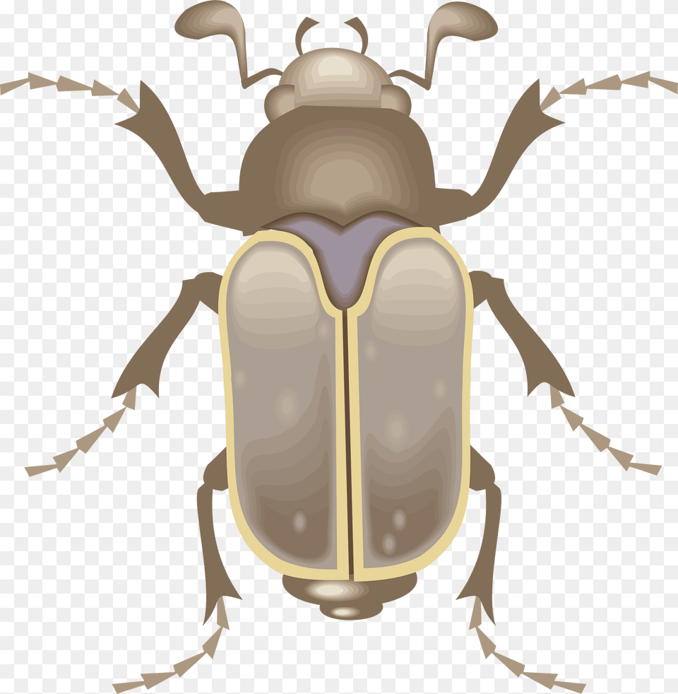 Top Clipart, Animal, Firefly, Insect, Invertebrate Free Transparent Png