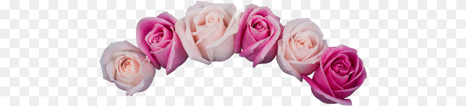 Top Flower Blooming Stickers For Android U0026 Ios Gfycat Flowers Blooming Gif Transparent, Plant, Rose, Petal Png