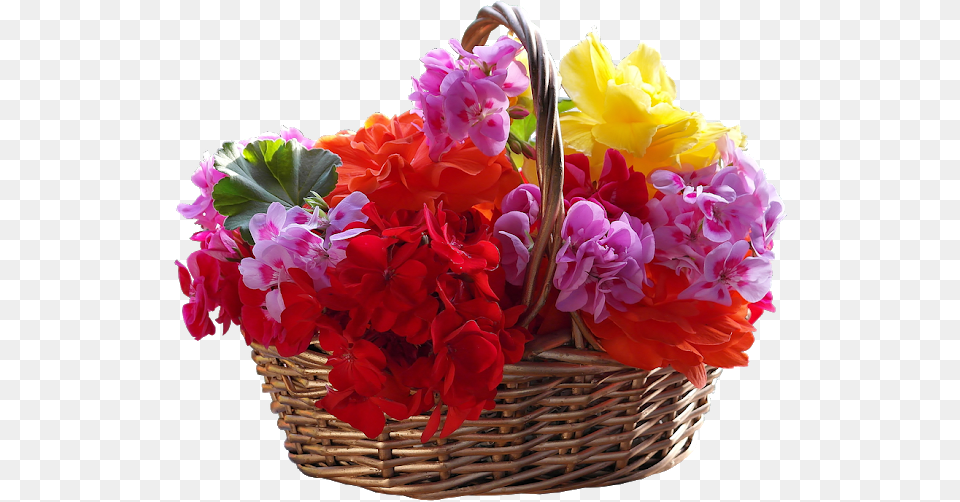 Top Flower Images For Whatsapp And Facebook Flower, Flower Arrangement, Flower Bouquet, Geranium, Plant Png Image