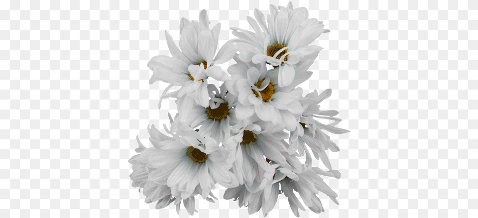 Top Flower Stickers For Android U0026 Ios Gfycat Transparent Animated Flower Gif, Daisy, Plant, Anther, Petal Free Png Download