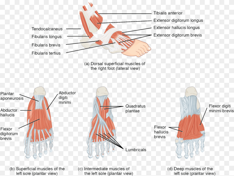 Top Foot Muscles, Chart, Plot, Adult, Female Free Png Download
