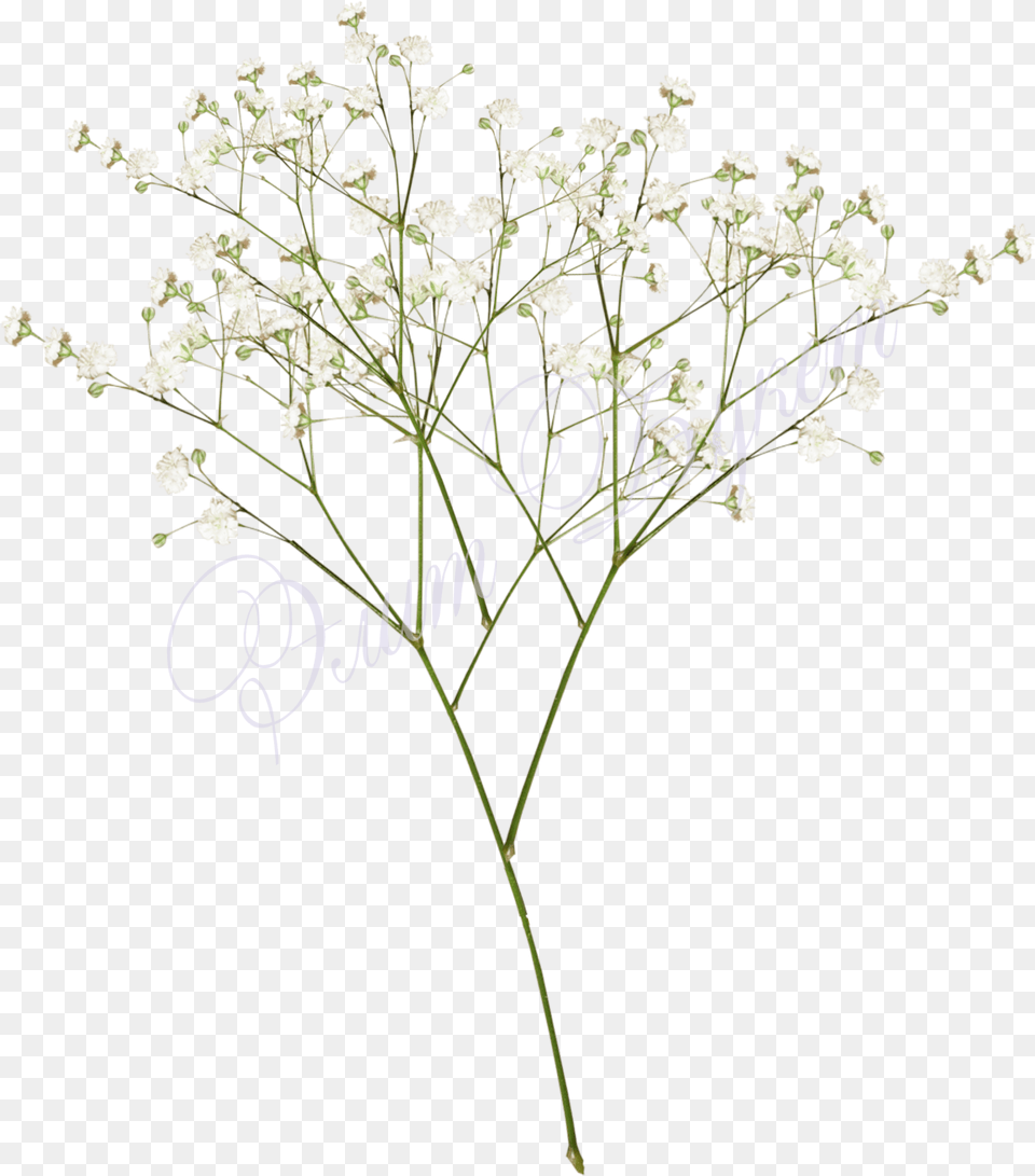 Top For Baby Breath Flowers White On Picsunday Baby Breath Flower, Plant, Apiaceae, Flower Arrangement Png