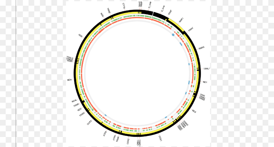 Top Fragment Sites Of The Mitochondrial Genome Identified, Oval Free Transparent Png