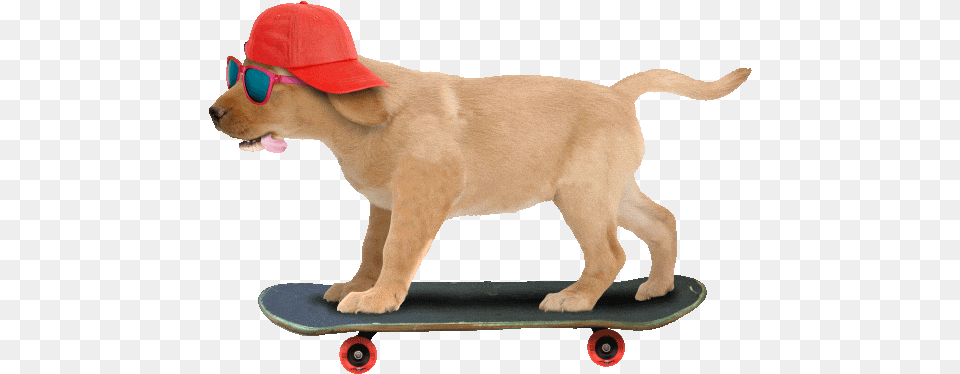 Top Genial Stickers For Android Ios Dog Animated Gif Transparent, Baseball Cap, Cap, Clothing, Hat Free Png