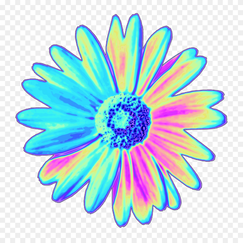 Top Holographic, Daisy, Flower, Plant Free Png