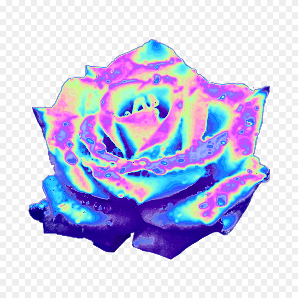 Top Holographic, Flower, Plant, Rose, Accessories Free Png Download