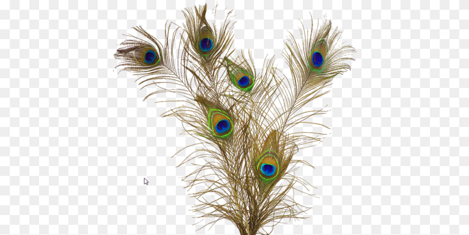 Top Images For Peacock Feathers Crest On Picsunday Mor Pankh File, Accessories, Pattern, Animal, Bird Png