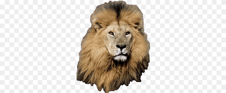 Top Lion King 2 Stickers For Android U0026 Ios Gfycat Lion Transparent Animated Gif, Animal, Mammal, Wildlife Free Png Download