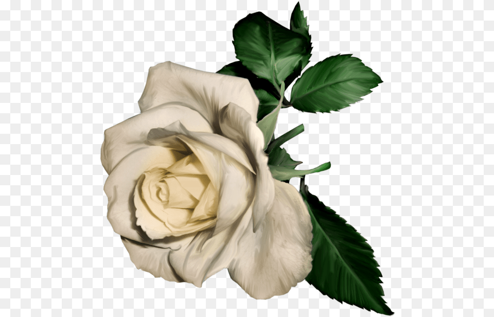 Top Max 2038 Kb White Roses White Flower Painting, Plant, Rose Free Png