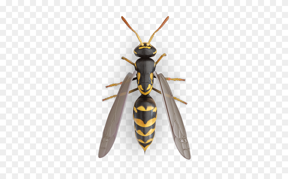 Top Of A Wasp, Animal, Bee, Insect, Invertebrate Free Png Download