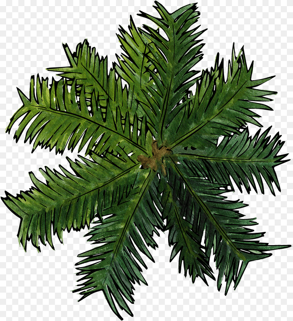 Top Of Pine Palm Tree Top View, Leaf, Palm Tree, Plant, Fern Png Image
