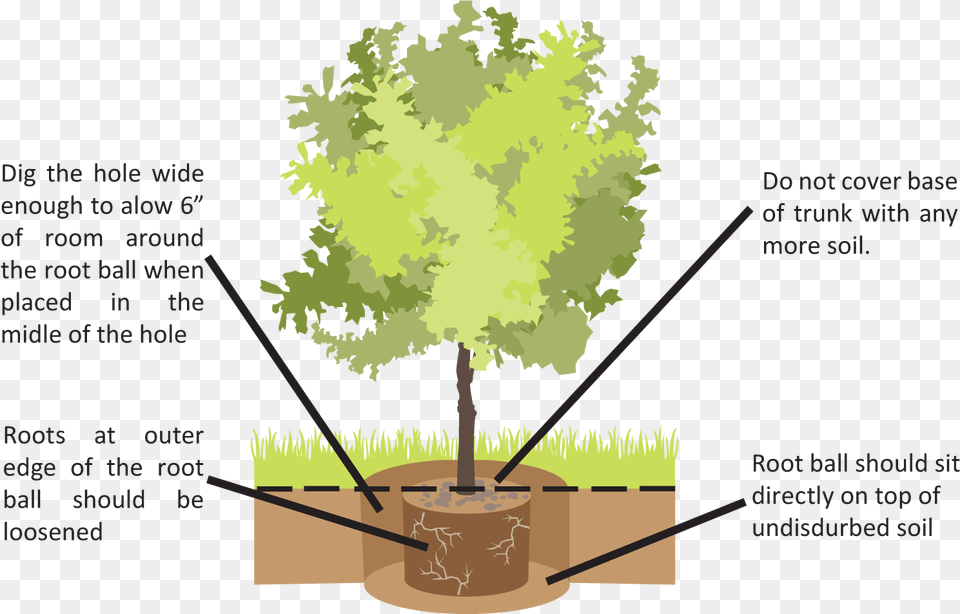 Top Of Tree Planting Beech Vippng Soil, Plant, Vegetation, Grove, Land Free Png